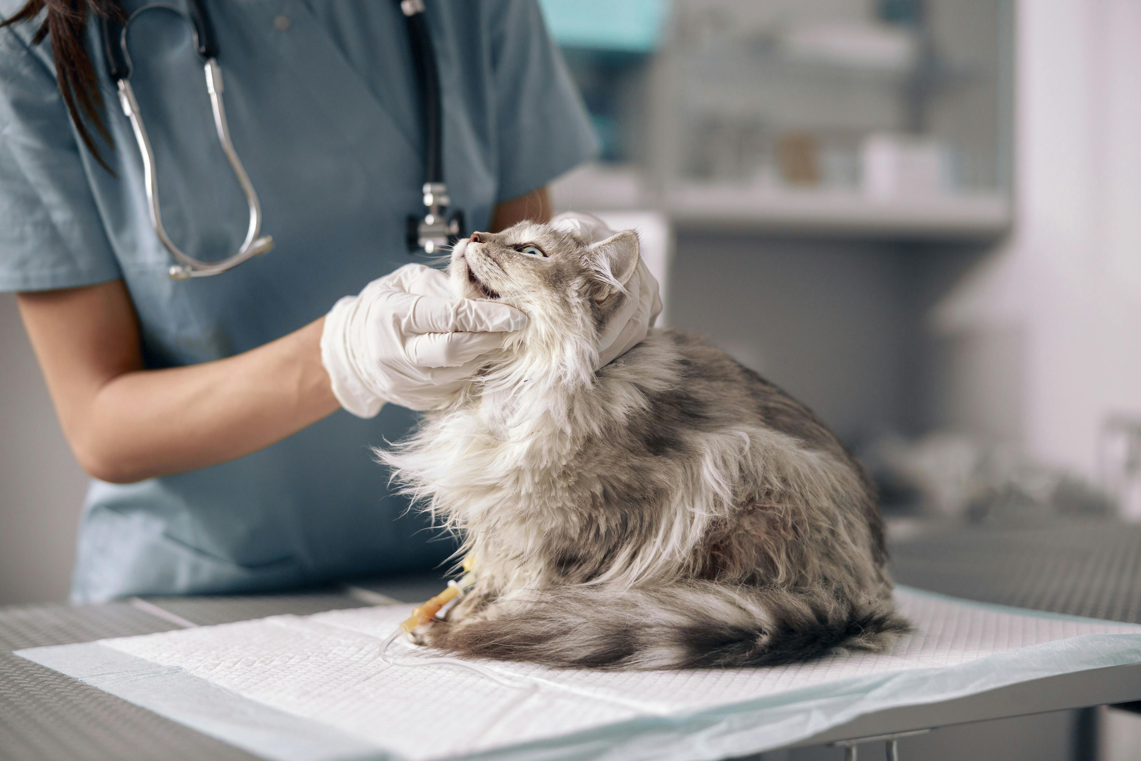 Behavioral clues to metabolic diseases in dogs and cats