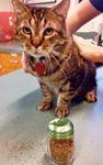 veterinary_New_Saenger_CatnipShaker-804839-1384153367383.jpg