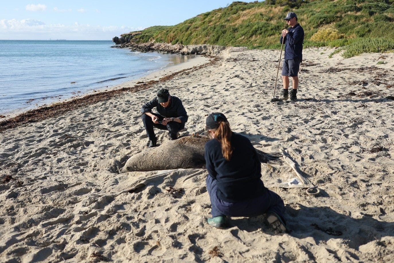 Researchers engaging in the Australian sea lion field research project (Photo courtesy of Chandra P Salgado Kent). 