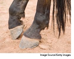 fetlock_wd-643519-1384409959040.jpg