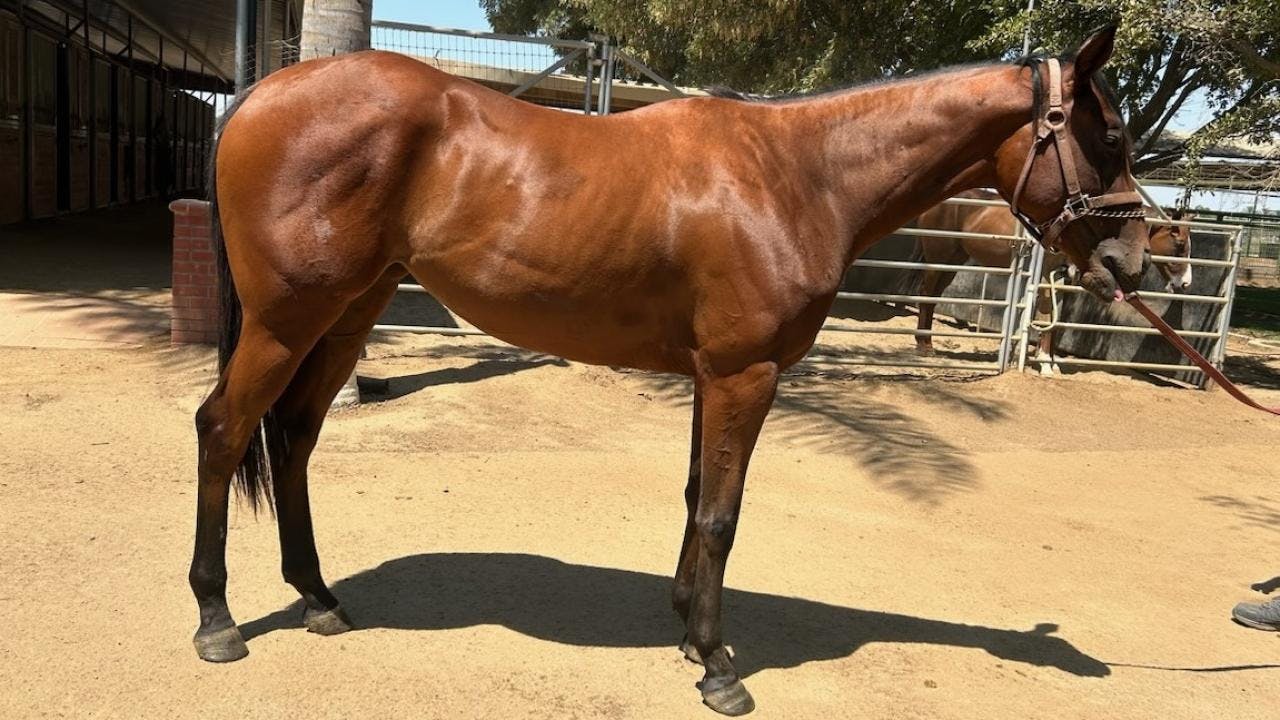 Tenacious Candy, a 2-year-old Thoroughbred filly, who was hospitalized at UC Davis that overcame tetanus and injury (Image courtesy of UC Davis College of Veterinary Medicine)
