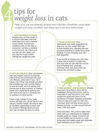 veterinary_weightloss_0214_200x271-833855-1404214823049.jpg