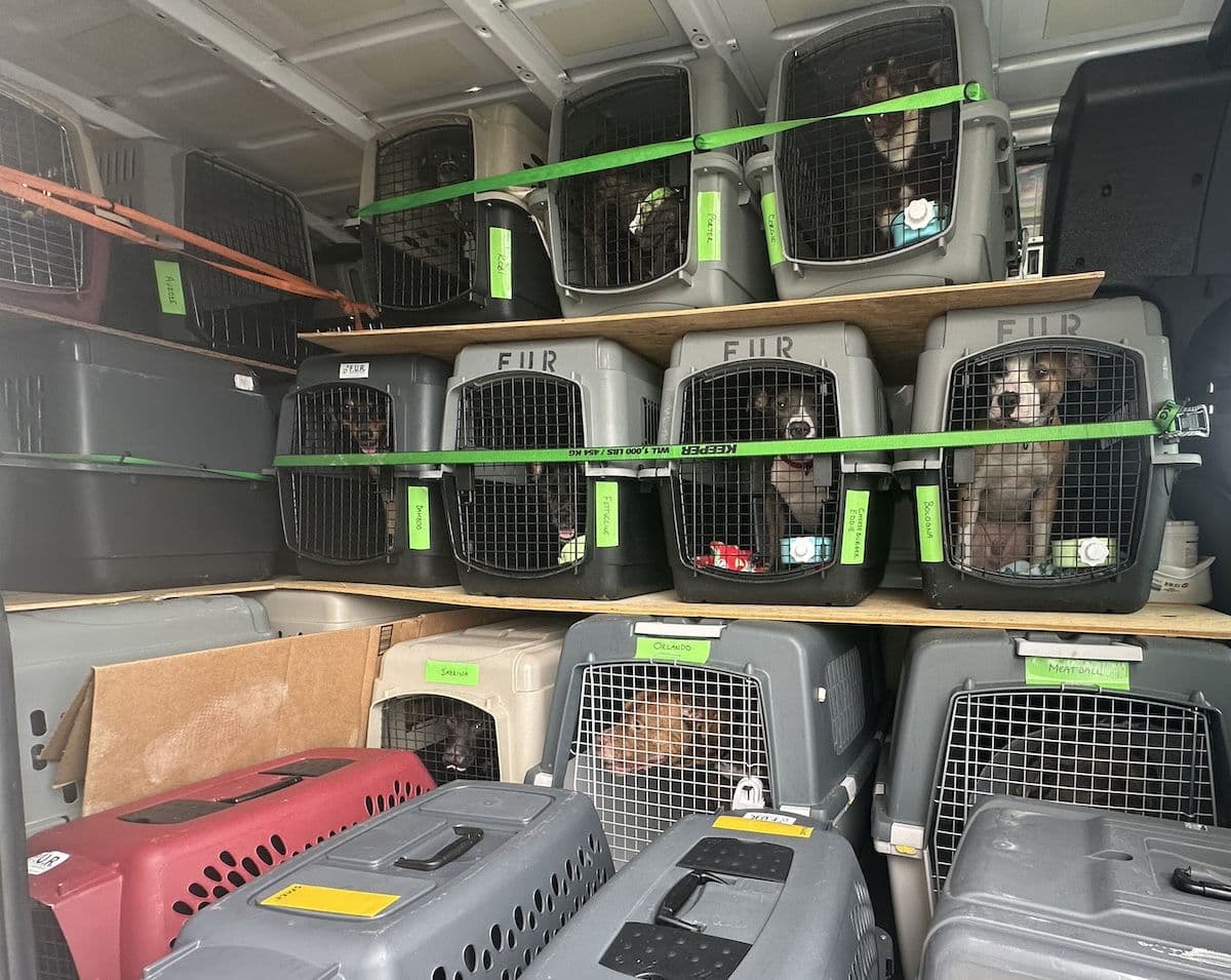 FUR transported 26 dogs from a Pinellas County shelter ahead of the storm.