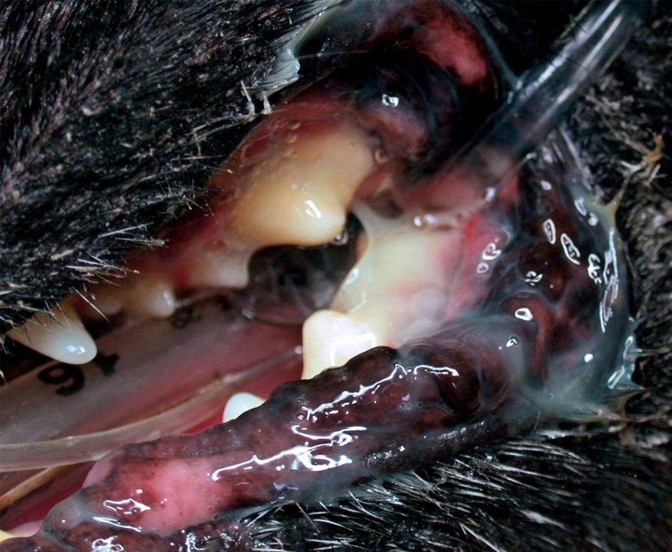 veterinary_stomatitis_1_960-653679-1384334525881.jpg