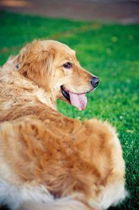 veterinary_157678889_dog_golden_lab_retriever_laying_grass.jpg