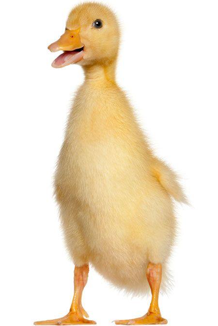 duckling_450.jpg