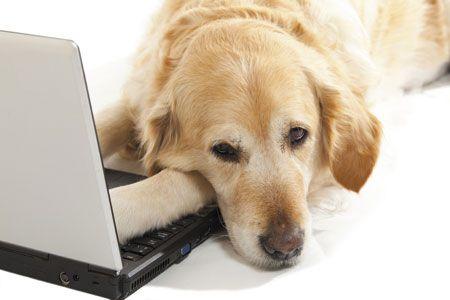 veterinary-golden-retriever-bored-using-a-laptop-450px-shutterstock-128918699.jpg