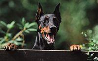 veterinary_doberman_vm101-703819-1384212671625.jpg