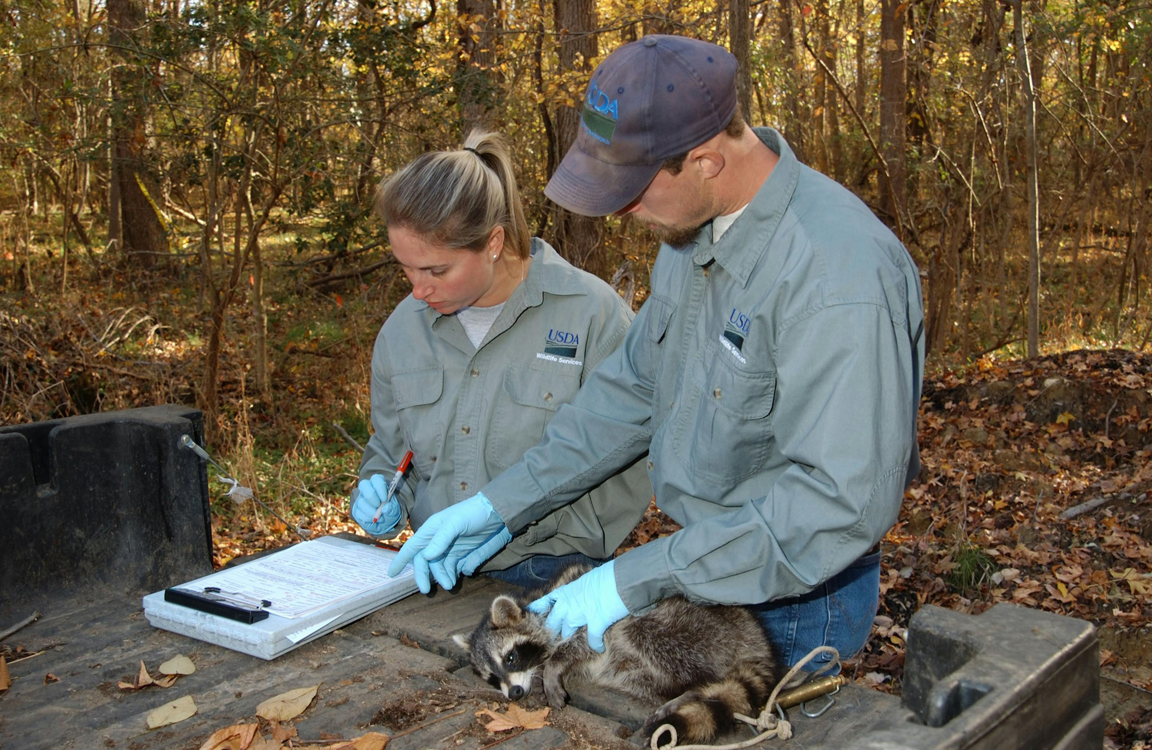 The USDA to continue field assessment of oral rabies vaccine for wildlife in 8 states