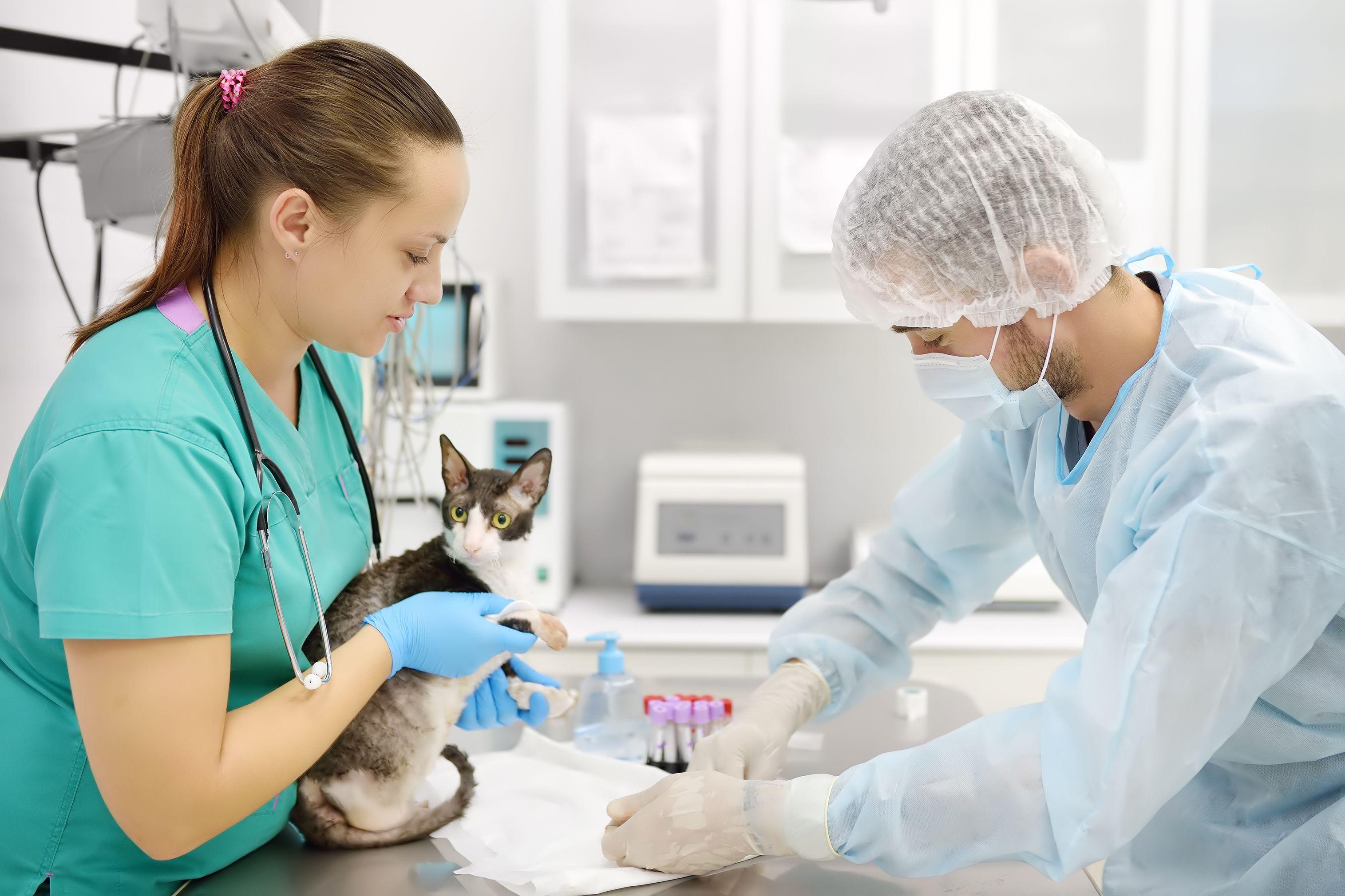 NAVTA announces 2024 theme of National Veterinary Technician Week 