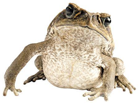 veterinary_cane_toad_450.jpg