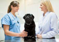 veterinary_Veterinarian-and-owner-discussing-dog_164853742_getty-822280-1404220926125.jpg