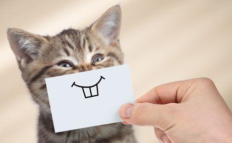 veterinary-funny-cat-with-smile-on-cardboard-AdobeStock_193384026_fl.jpeg