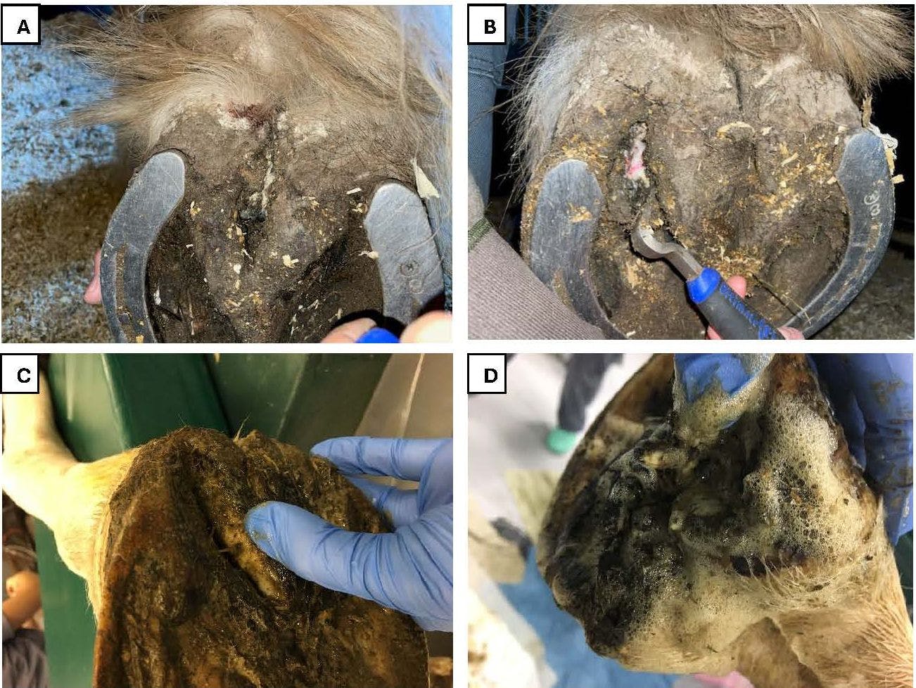 Figure 1. Examples of canker presentation. A) A draft horse with soft, white, proliferative tissue within the central sulcus of the frog. B) A mix of white to pink soft tissue on the abaxial aspect of the frog. C) A light breed horse with diffuse soft, unkeratinized tissue along the length of the frog, which bled easily with manipulation. D) The same hoof as depicted in C; however, after cleaning, white frond-like tissue could be appreciated within the central sulcus of the frog as well.