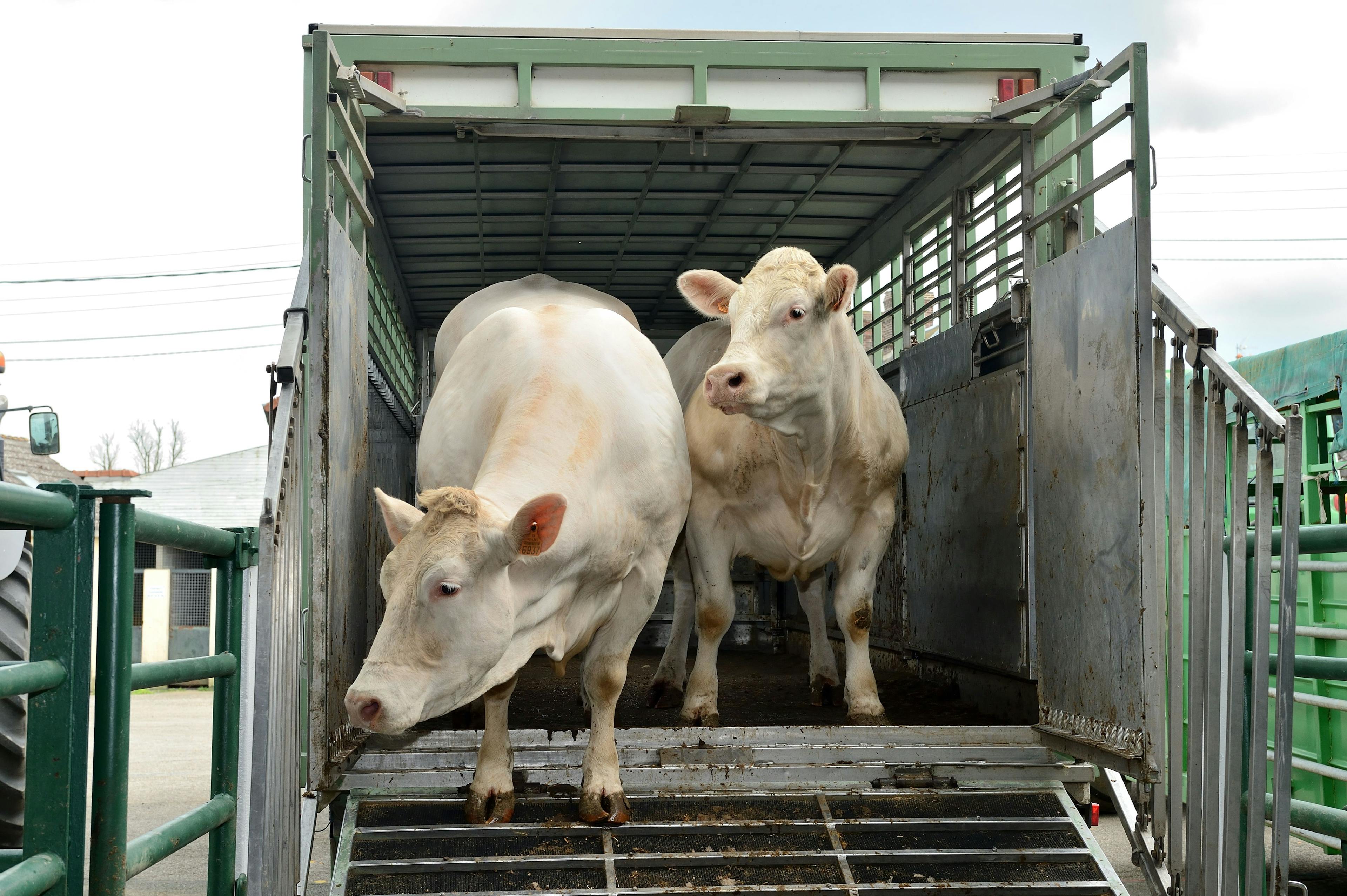 AVMA House votes to pass new policy on animal transport 