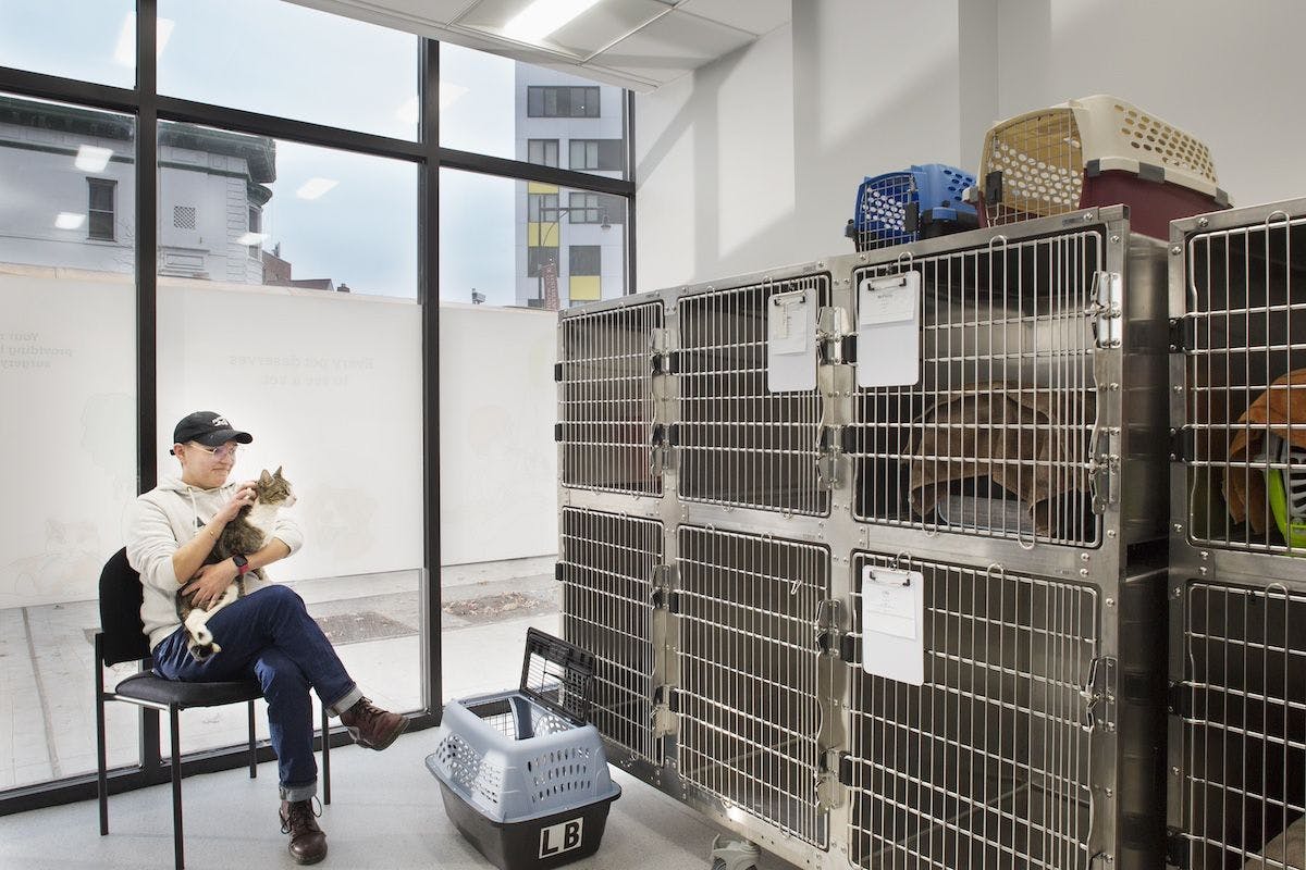 Flatbush Veterinary Clinic Cat Holding (Photo Courtesy of Tim Murphy | Foto Imagery)