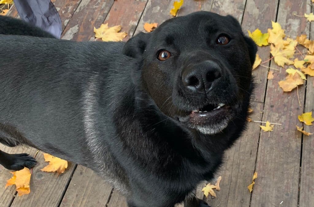 Wolfie, A shepherd-lab mix, was treated at the Washington State University veterinary surgeons for chylothorax (Image courtesy of Washington State University) 