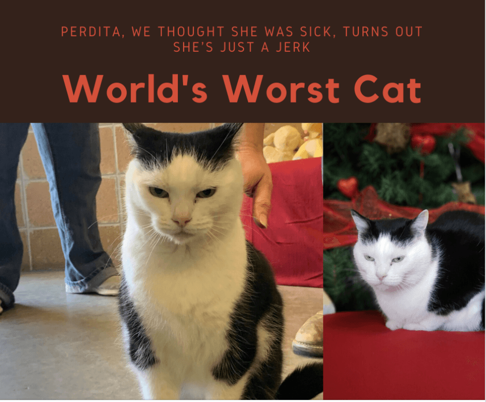 "World’s worst cat" is up for adoption