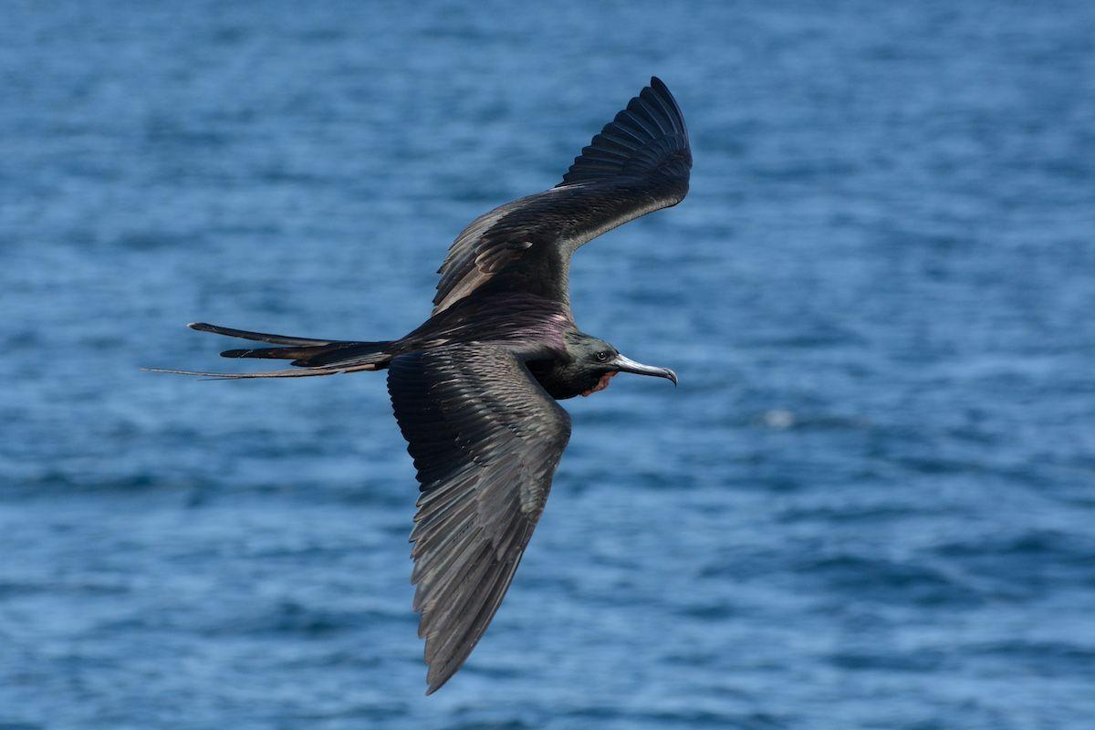 Avian flu could be transmitted when seabirds steal food 