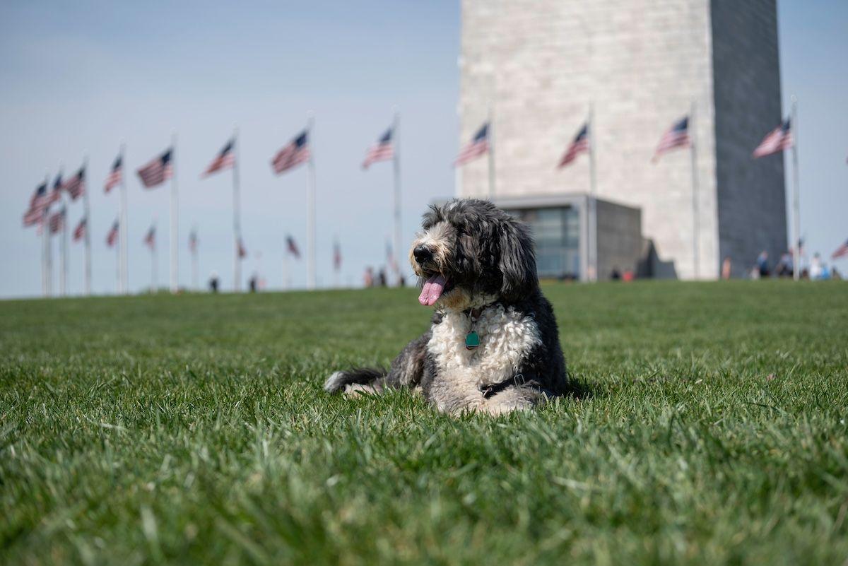 The amazing POTUS — pets of the United States!