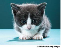 veterinary_kitten_wd-610983-1384504570037.jpg