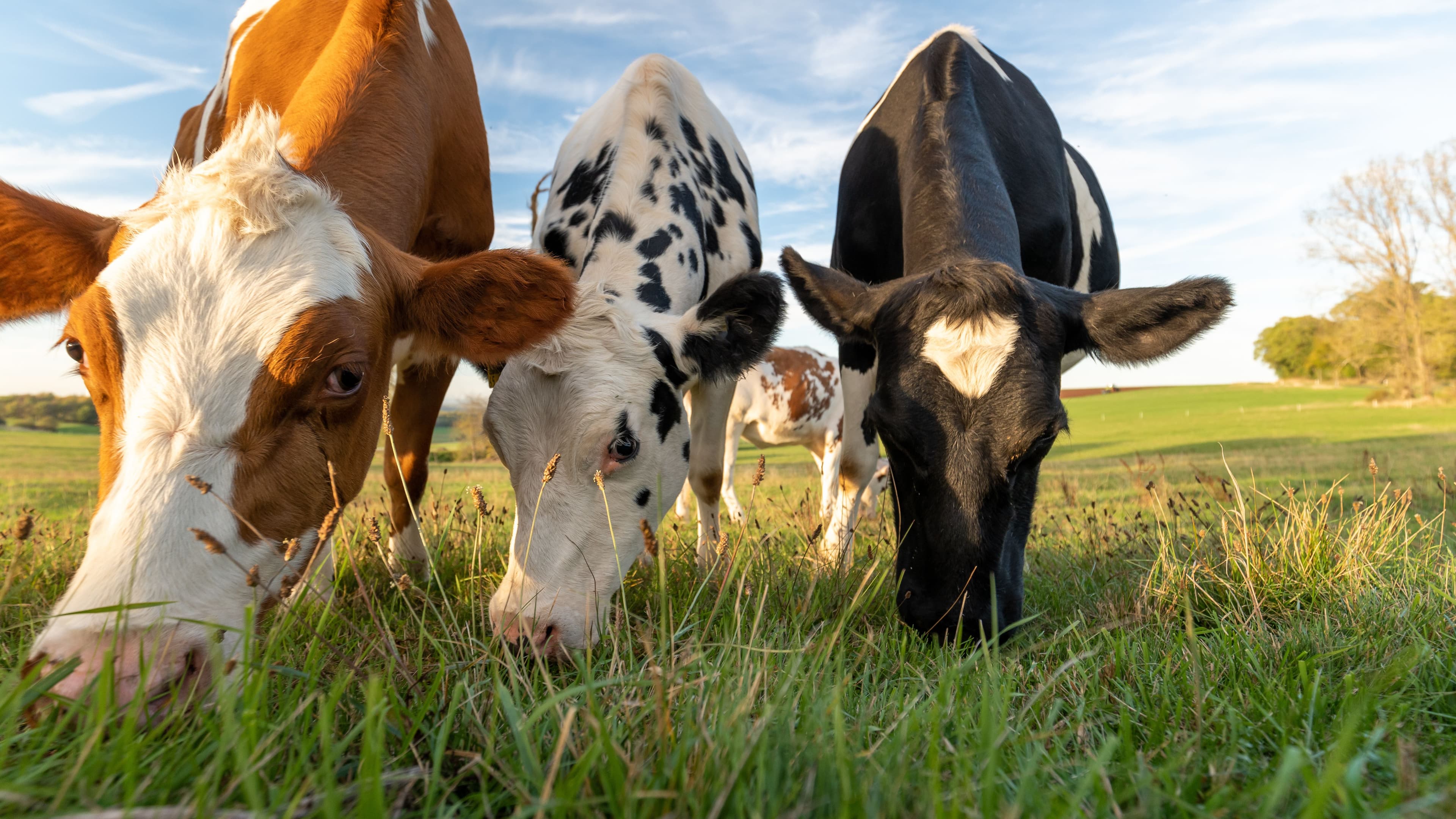 New study will explore seaweed diet for cattle to reduce their methane emissions