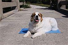 cool-pet-pad-220.jpg