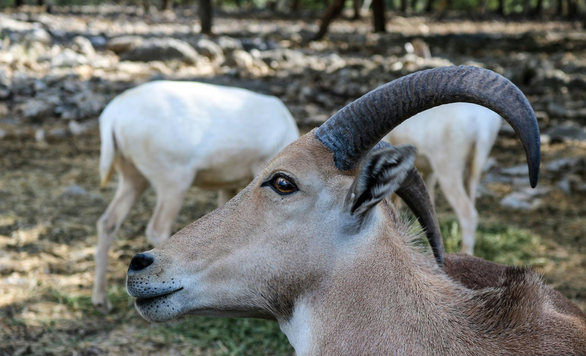 Auodad sheep