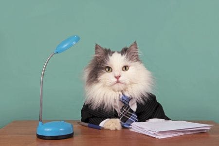 veterinary-cat-manager-in-a-suit-sitting-in-the-office-450px-shutterstock-368566625.jpg