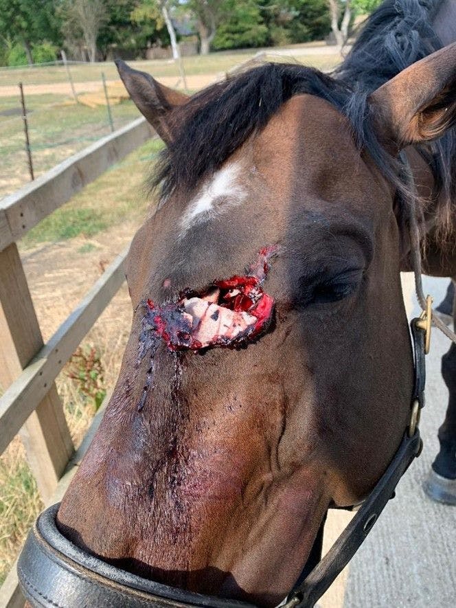 Figure 1a. Traumatic open wound on an adult horse showing a laceration over the left side of the face and bony fragments protruding from the laceration.