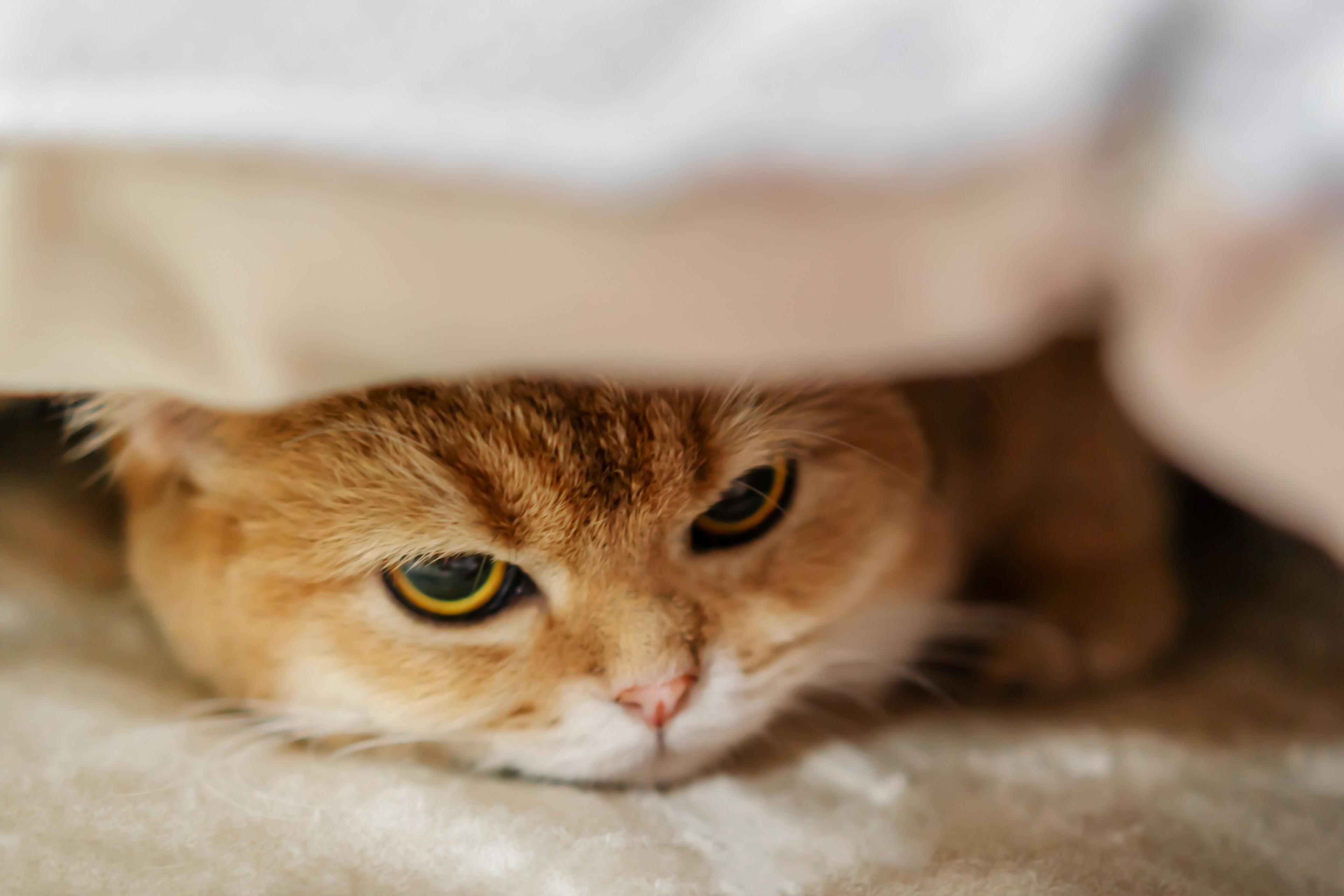 How stress can cause Pandora syndrome in cats