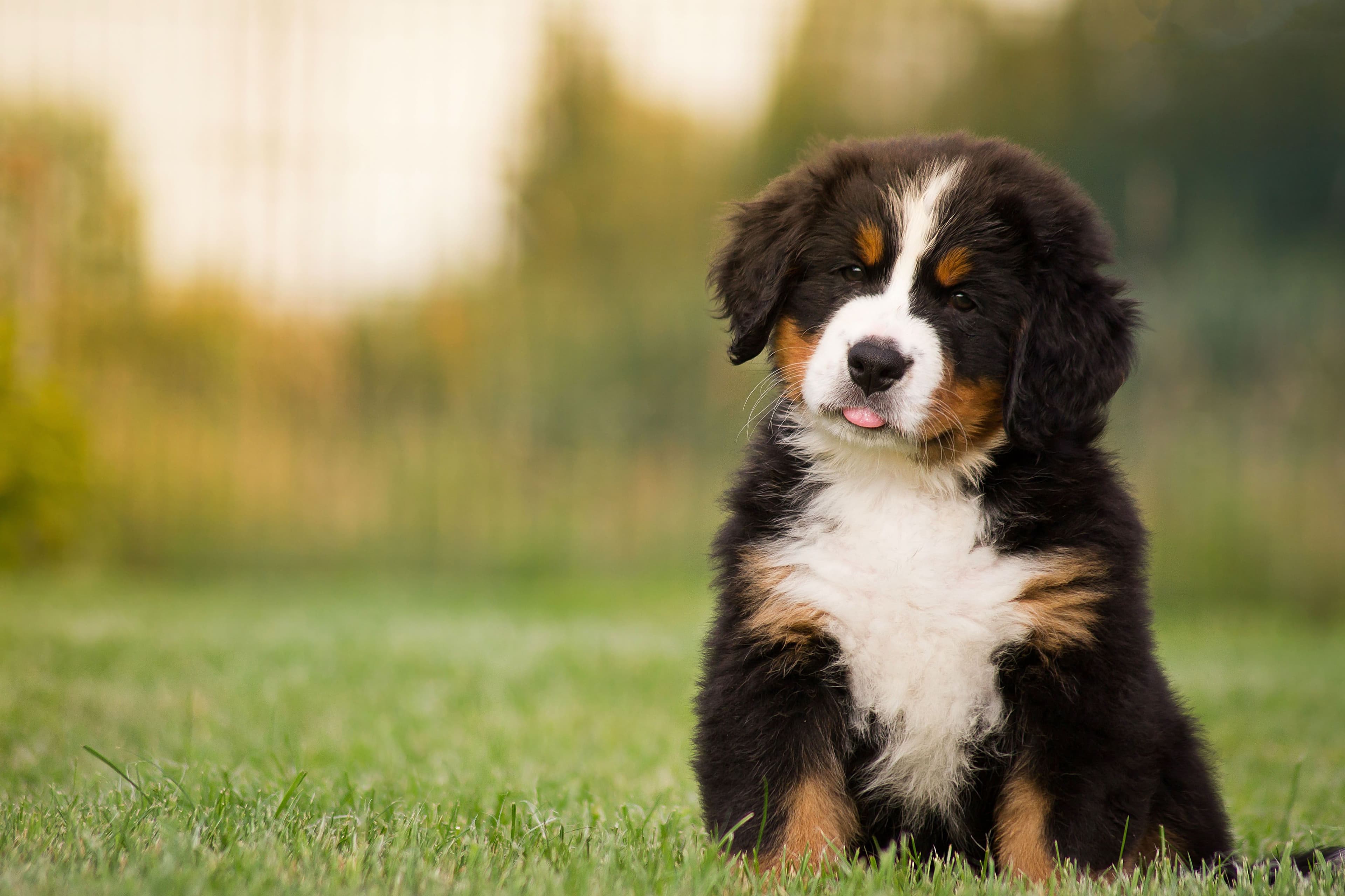 Must-read articles for National Puppy Day 