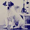 veterinary_jack-russel-dog-exam_AdobeStock_224254652-flash-100.jpg