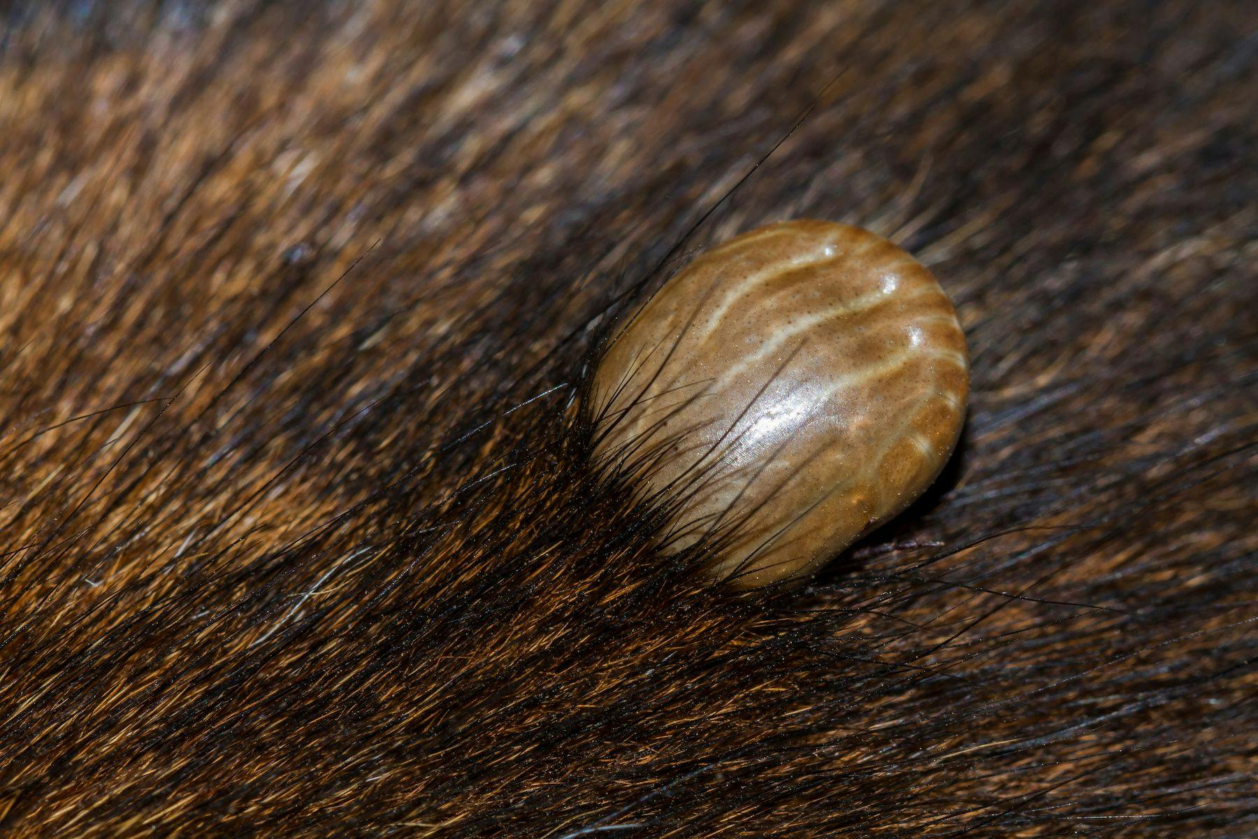 Brown dog tick