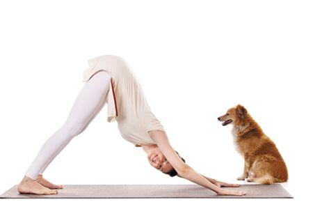 veterinary-Yoga-practice_450px_510461363.jpg