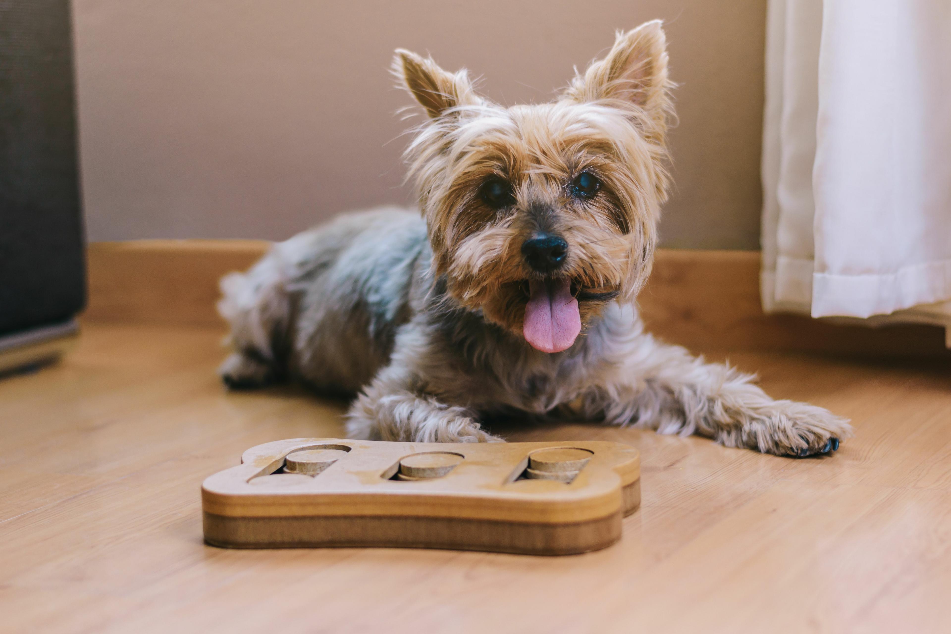 New study offers better understanding of cognitive aging in dogs