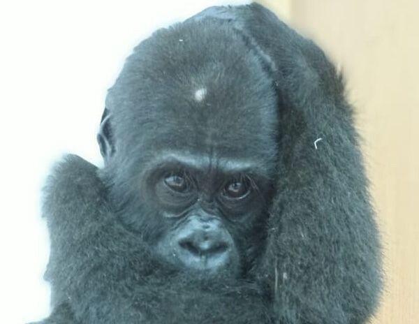 Critically endangered gorilla infant rescued in Cameroon