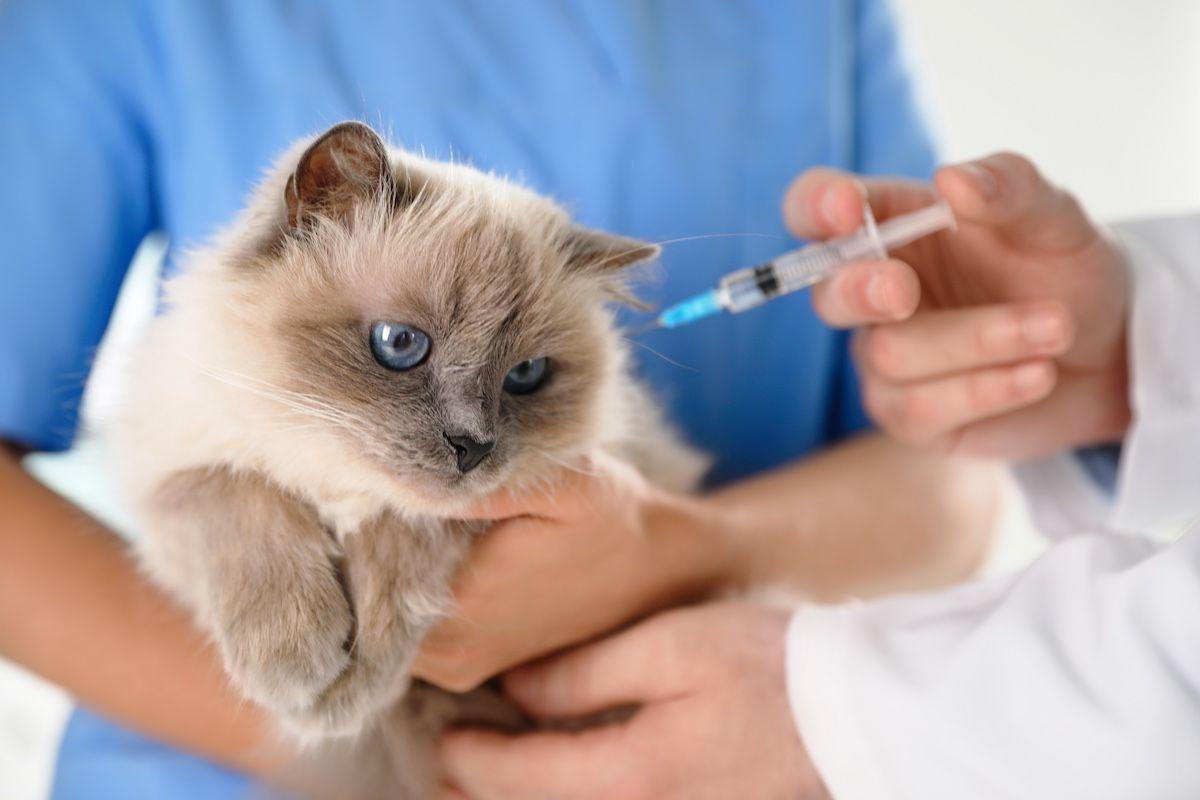 New vaccine protects against feline leukemia virus 