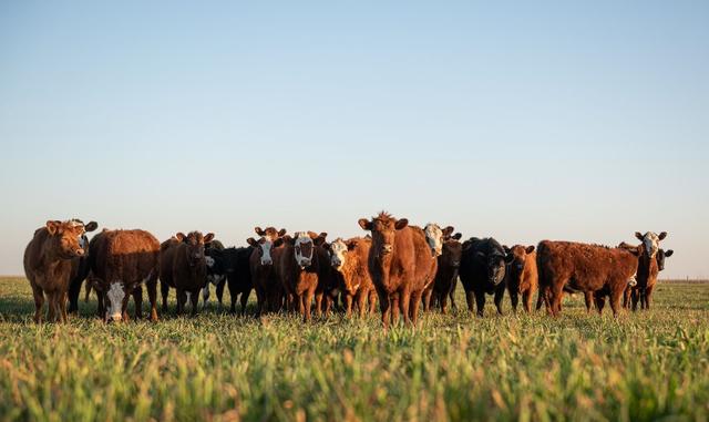 Partnership pioneers sustainable, genetic-based dairy farming