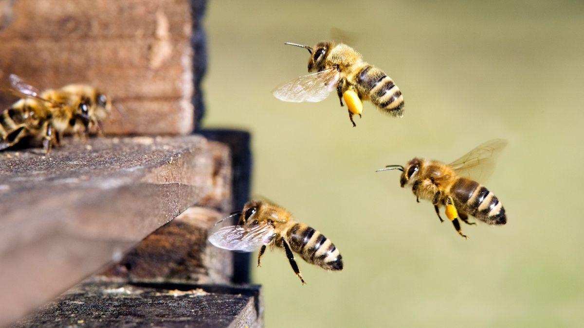 Vaccine in development against deadly honeybee pathogen