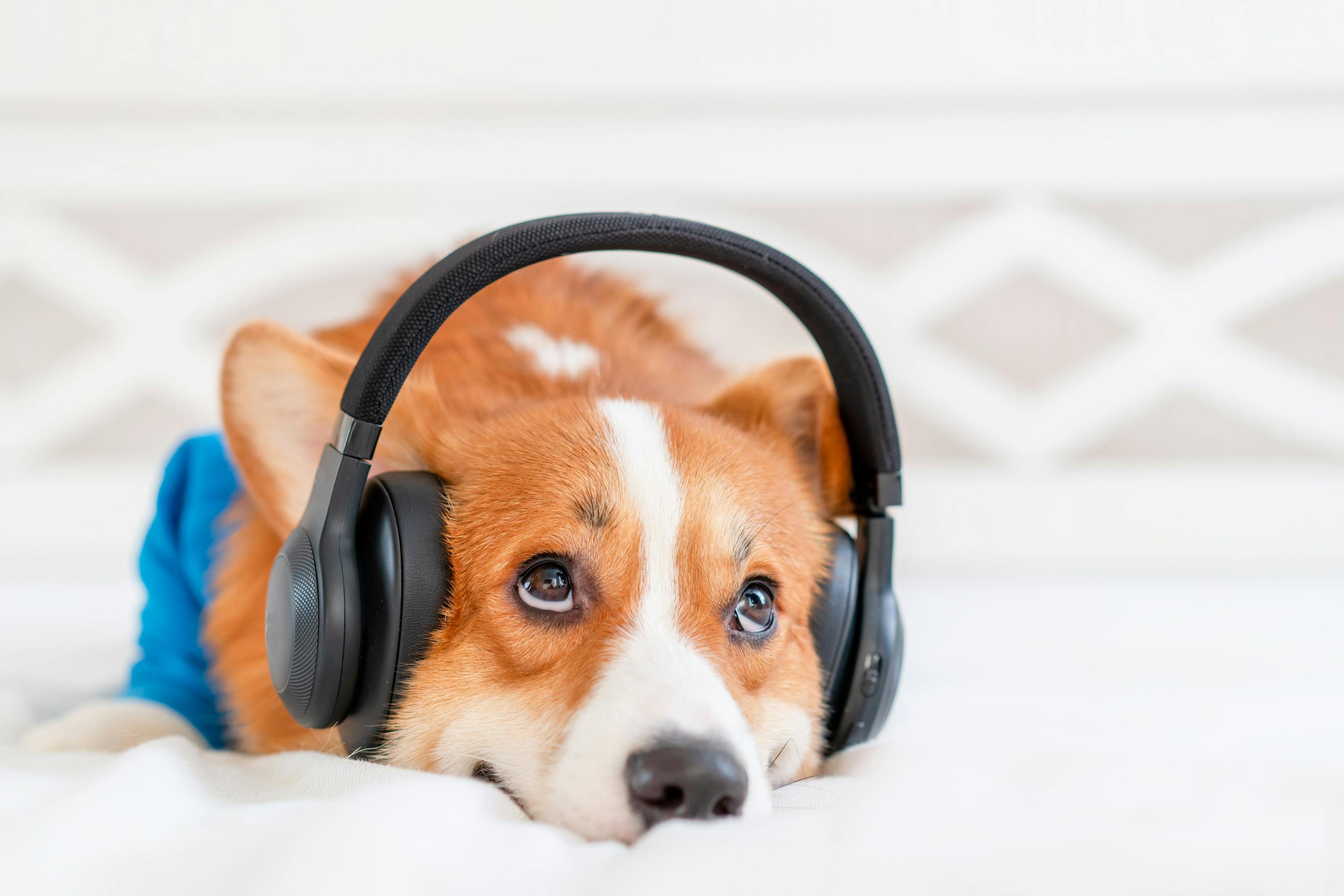 What effect does music have on dogs?
