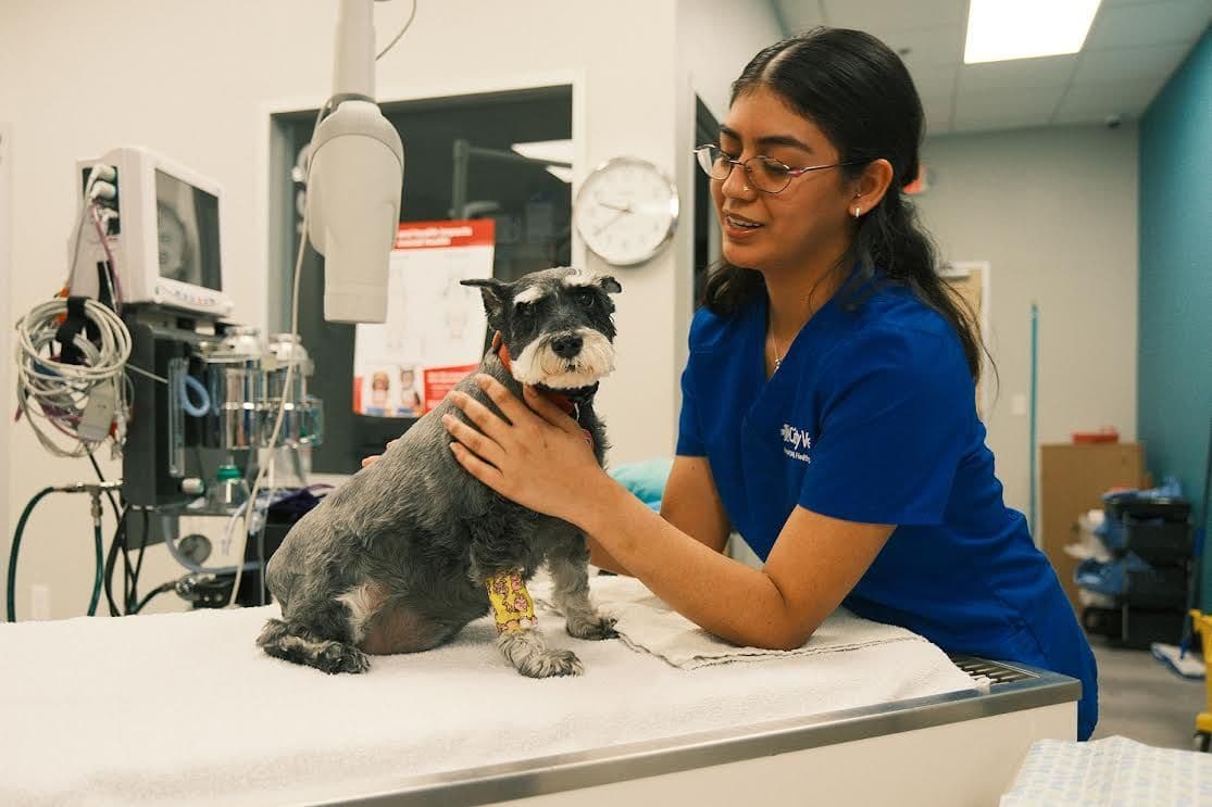 CityVet, Westminster, Colorado interior. (Photo courtesy of CityVet)