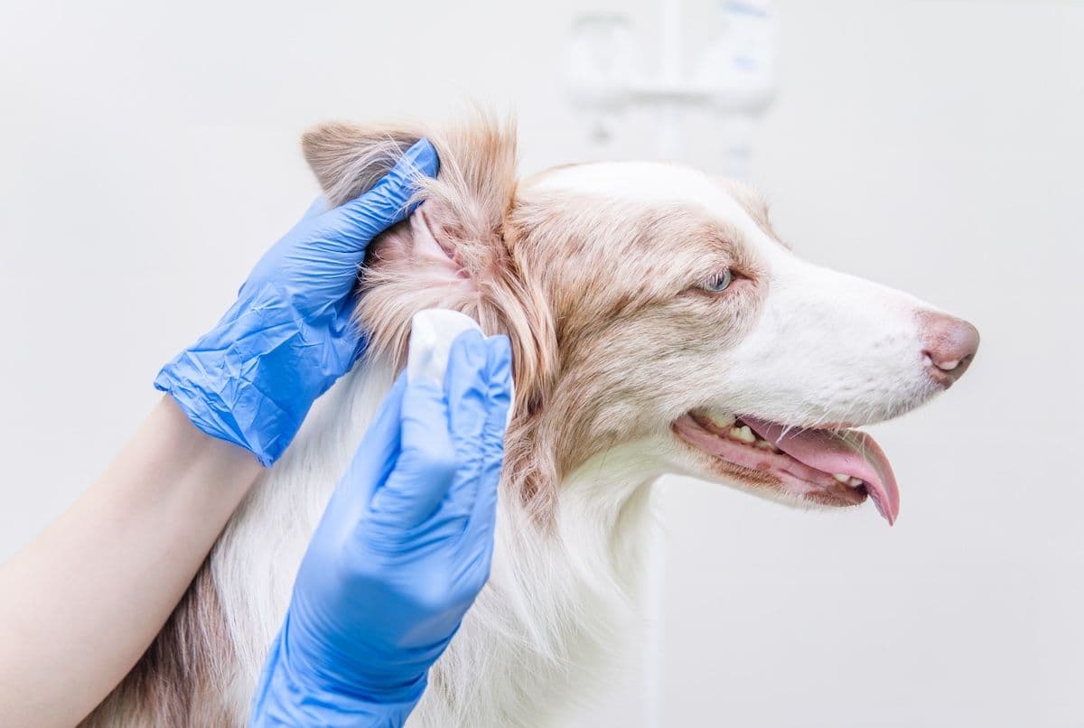 Early efficacy matters for canine otitis externa