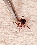 veterinary_horse_cayenne_tick-793272-1384155998556.jpg