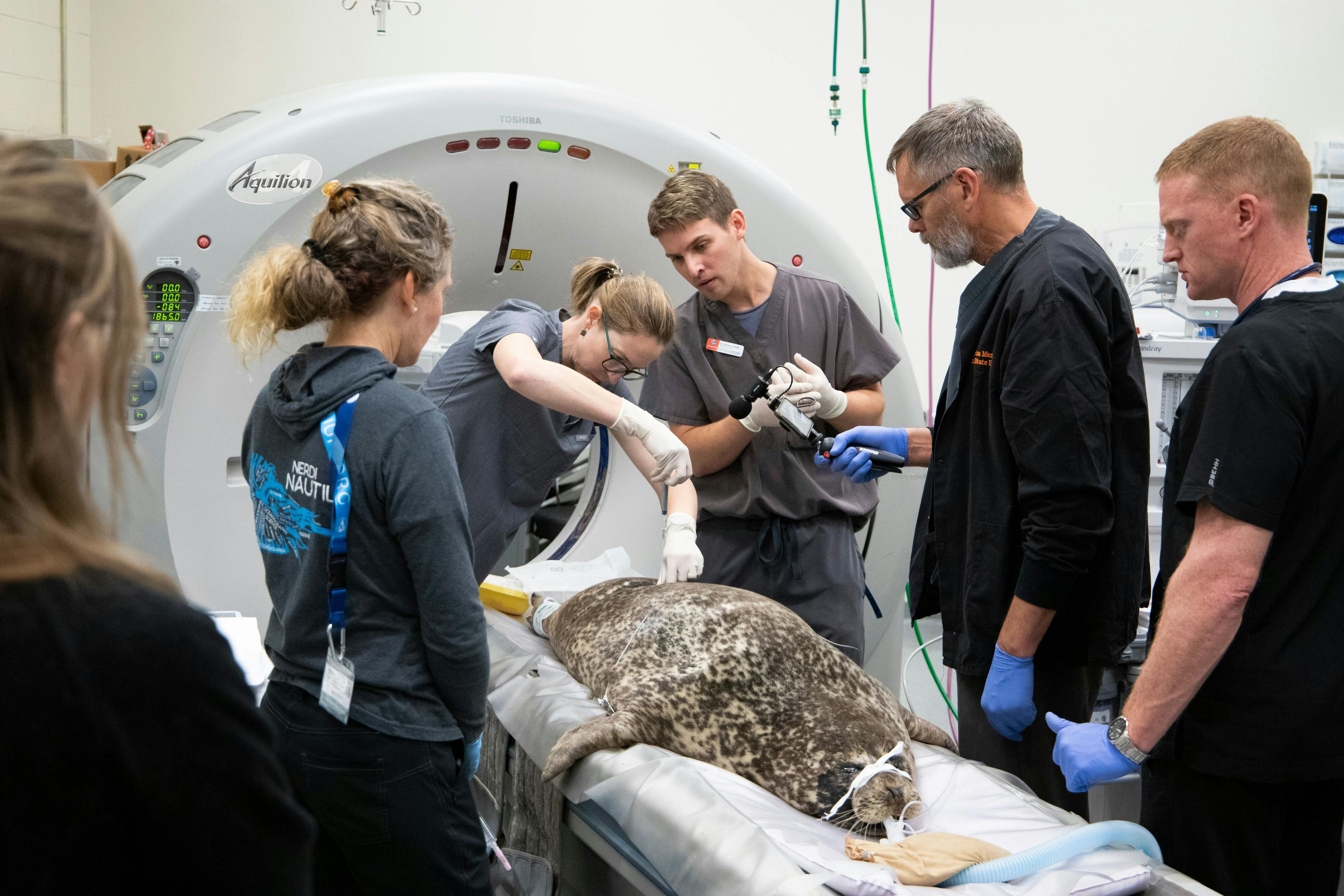 Boots the harbor seal being prepped by veterinary professionals (Image courtesty of Oregon State University Carlson College of Veterinary Medicine)
