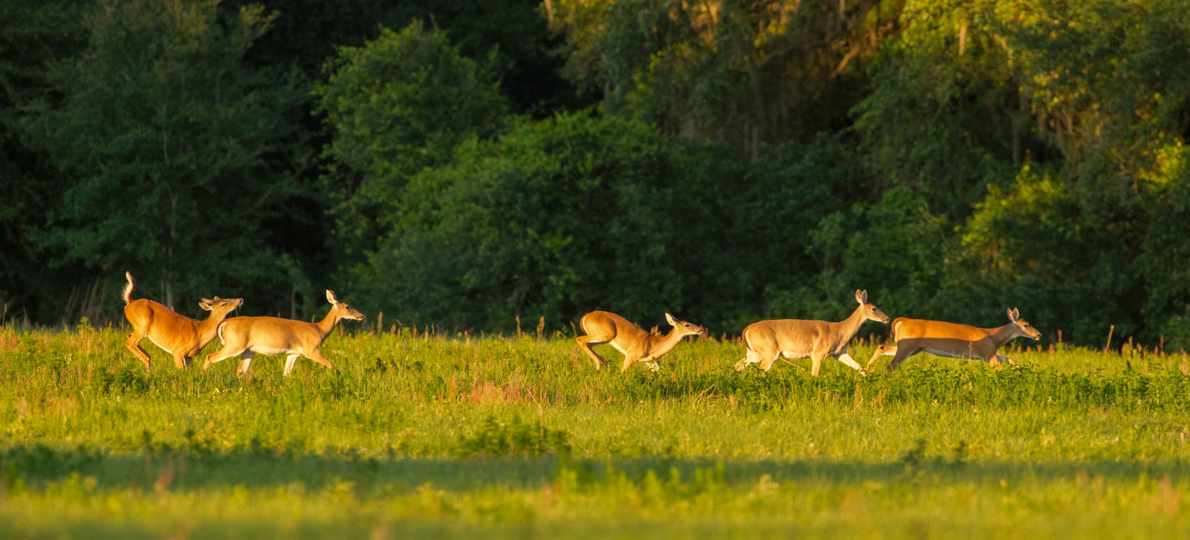 Researchers experiencing success in first oral anthrax vaccine tests in white-tailed deer