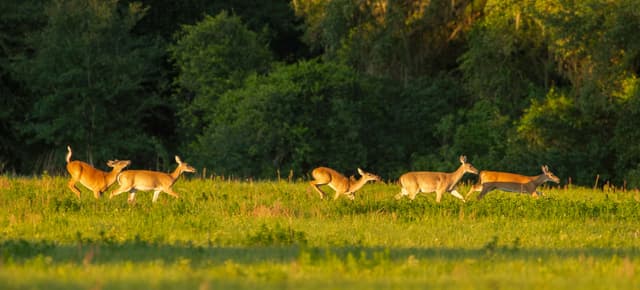 Researchers experiencing success in first oral anthrax vaccine tests in white-tailed deer