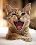 VeterinaryCatYawn-596602-1384511218320.jpg