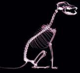 veterinary_dog_bones_t-640438-1384407807296.jpg