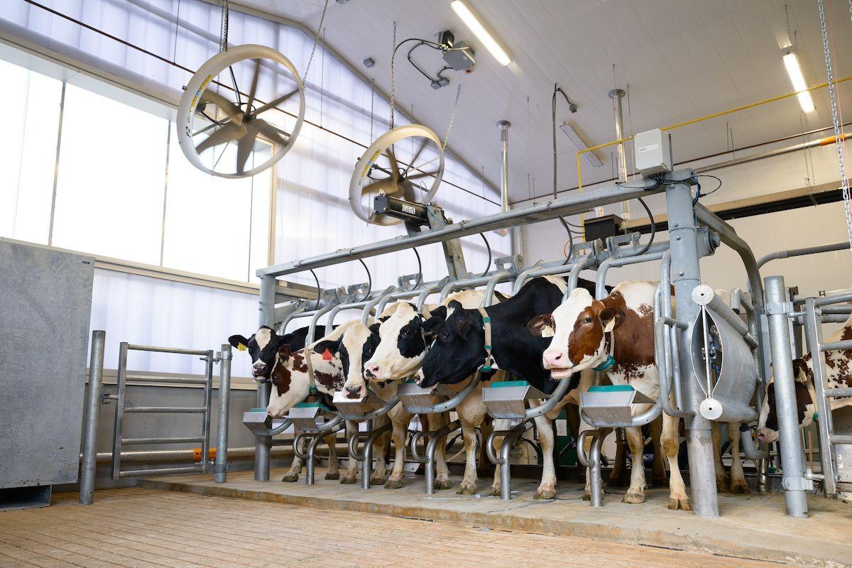 Fans in the new barn keep the cows 20 degrees cooler